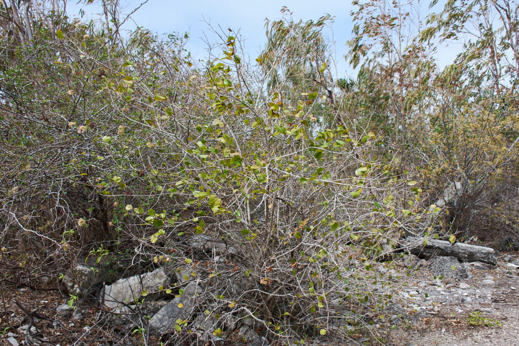 Flacourtia indica - Maurice