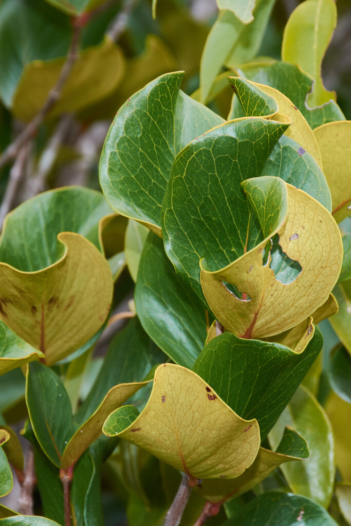 Eugenia lucida - Maurice