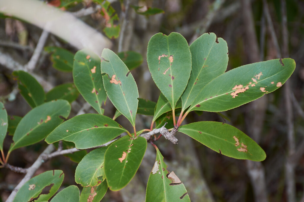Gymnosporia pyria - Maurice