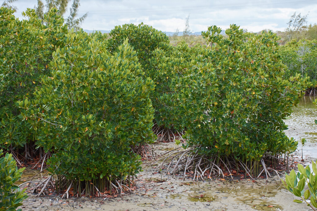 Rhizophora mucronata - Maurice