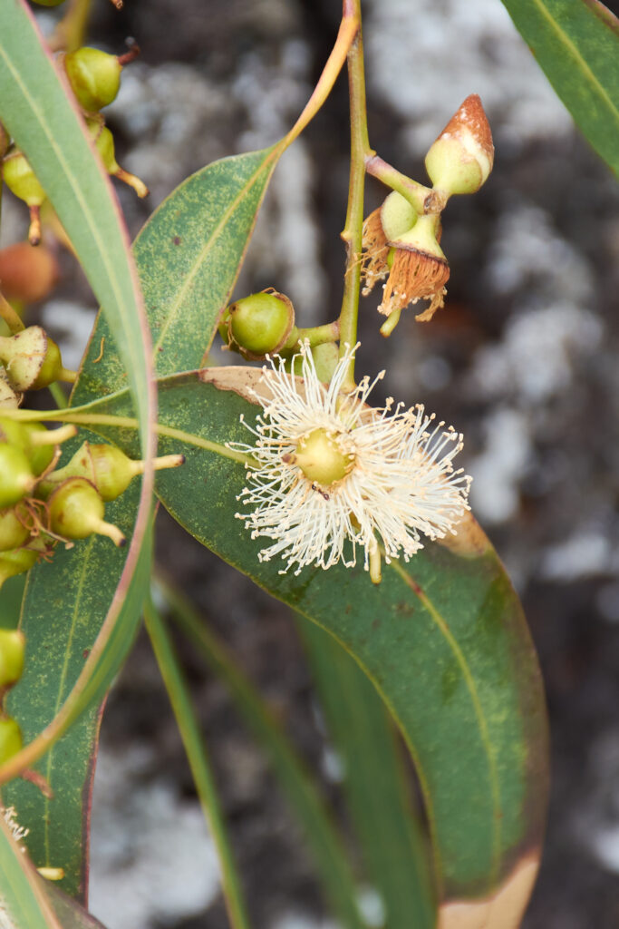 Eucalyptus tereticornis - Maurice