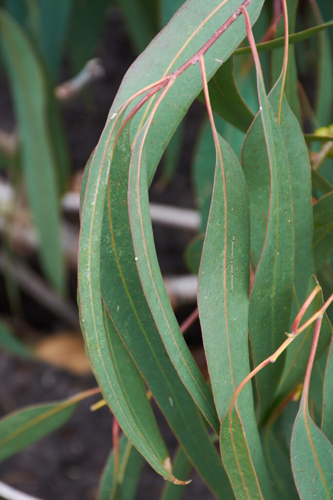 Eucalyptus tereticornis - Maurice