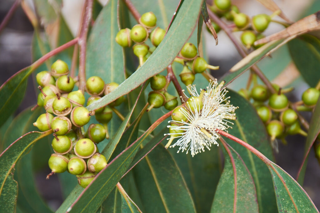 Eucalyptus tereticornis - Maurice