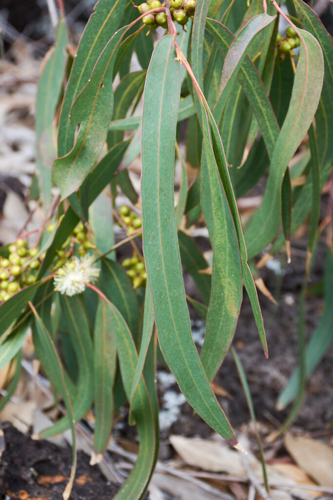 Eucalyptus tereticornis - Maurice
