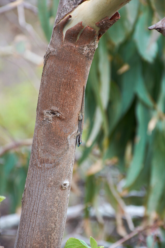 Eucalyptus tereticornis - Maurice