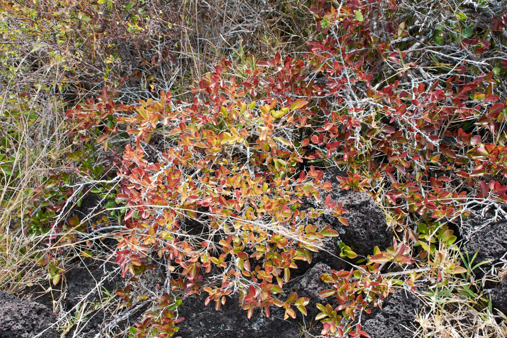 Flacourtia indica - Maurice