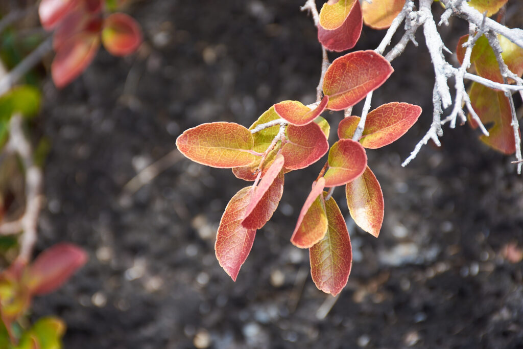 Flacourtia indica - Maurice