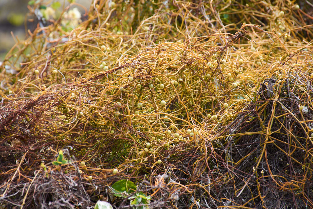Cassytha filiformis - Maurice