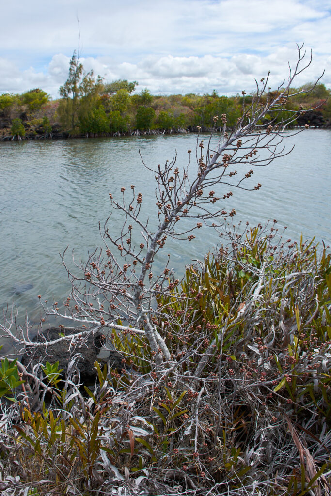Ficus reflexa - Maurice