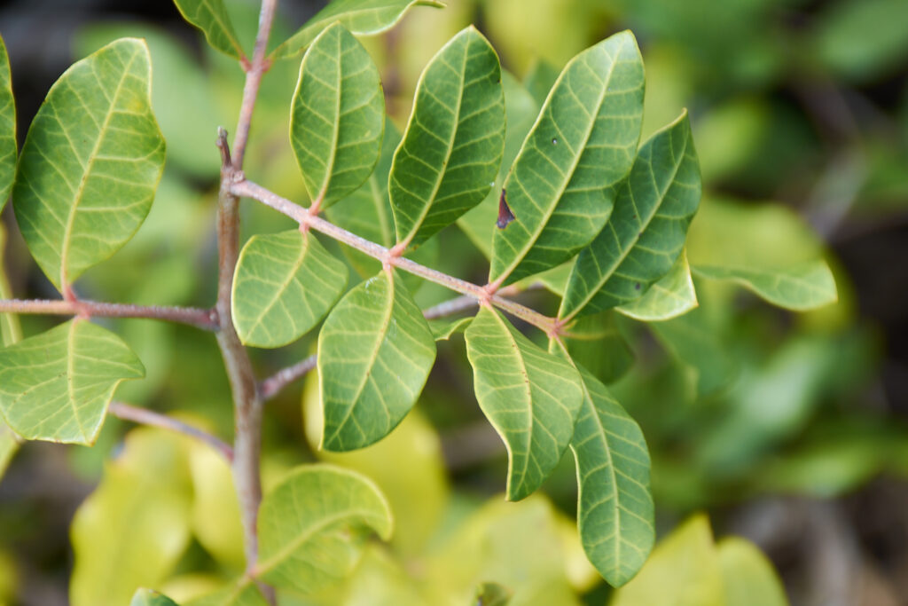 Schinus terebinthifolia - Maurice
