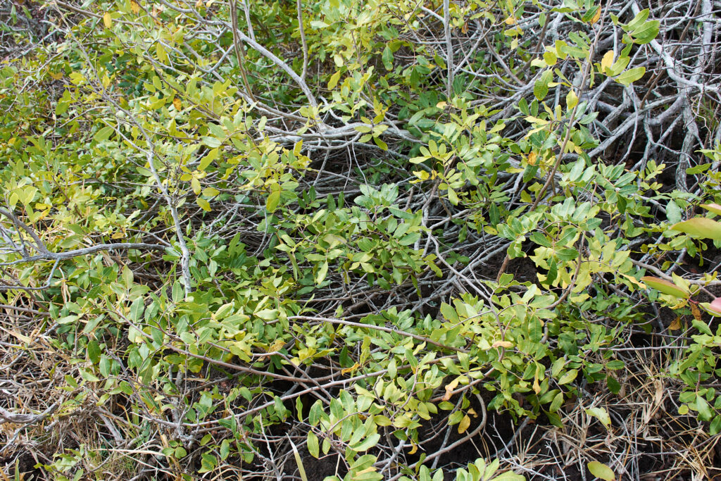 Schinus terebinthifolia - Maurice