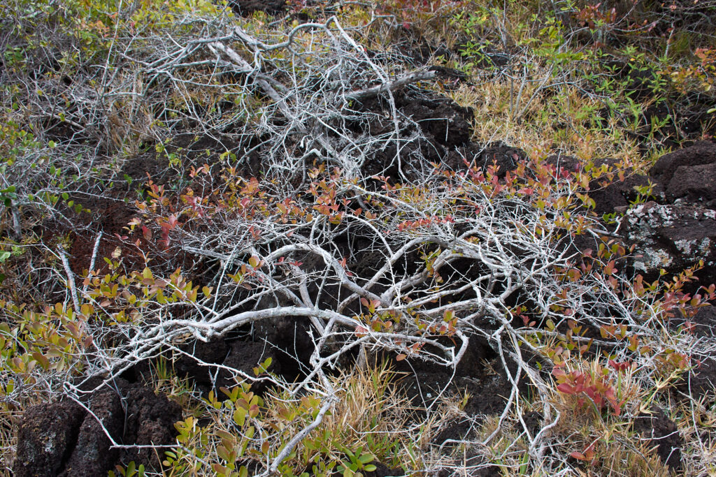 Flacourtia indica - Maurice
