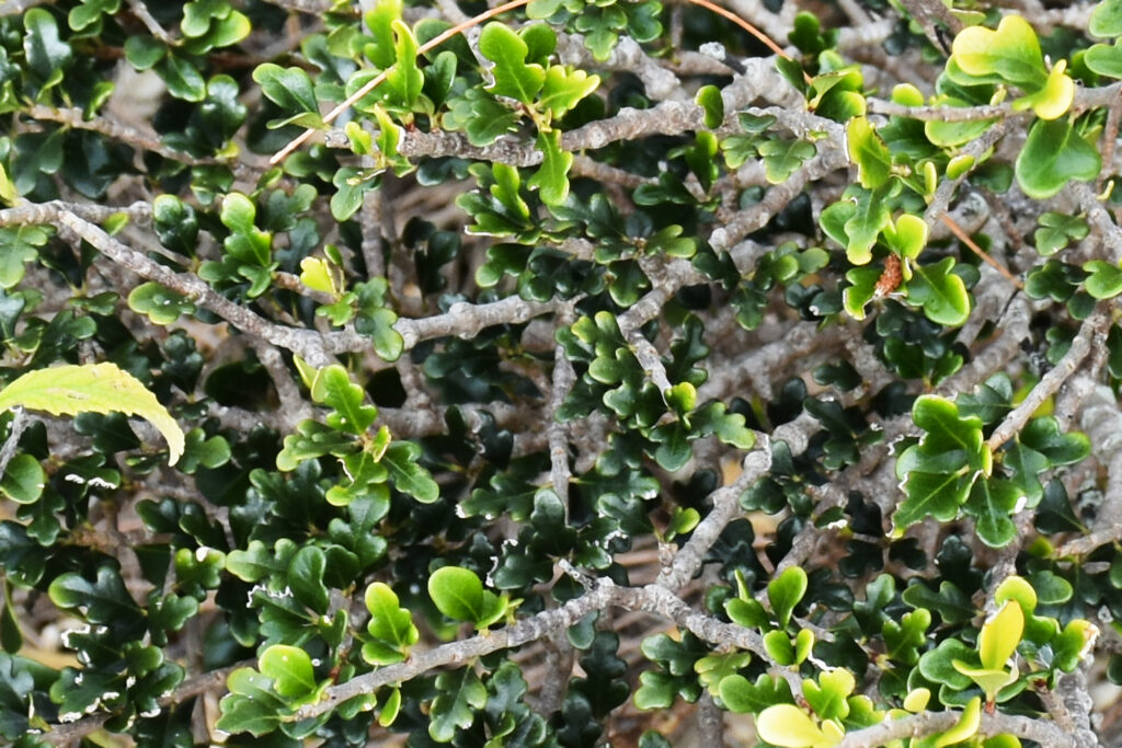 Turraea thouarsiana - Maurice