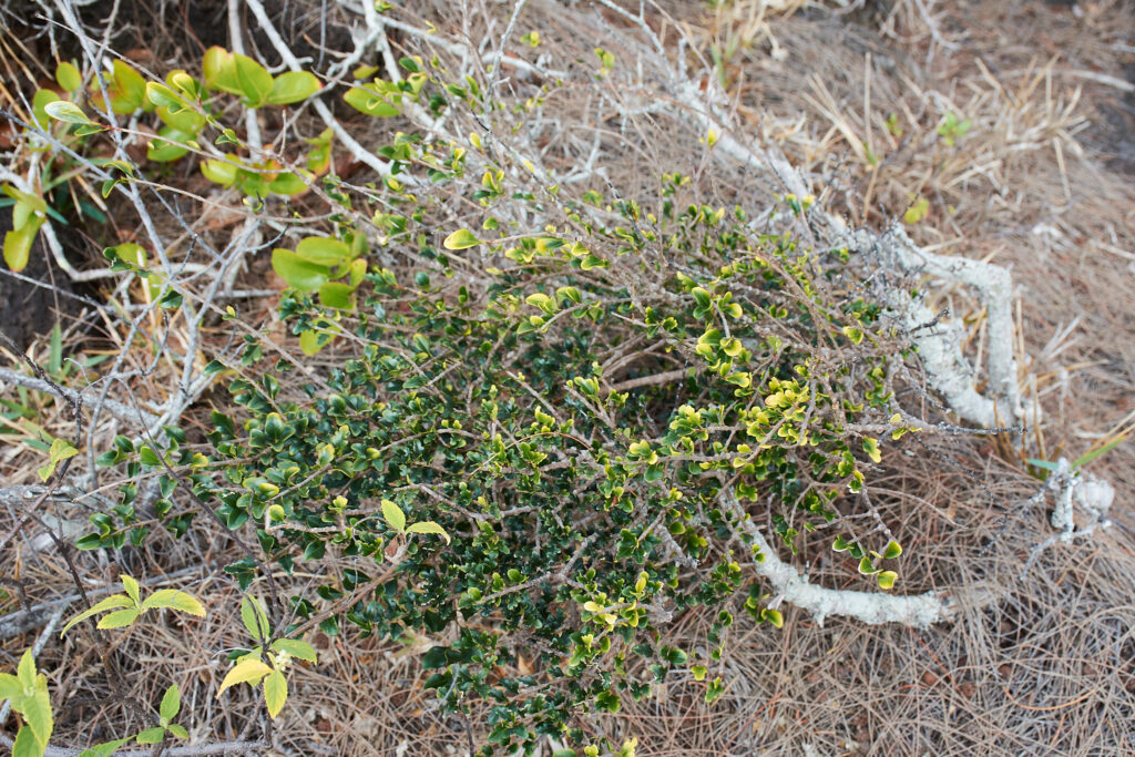Turraea thouarsiana - Maurice