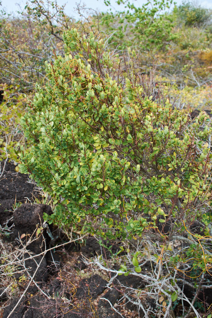 Erythroxylum hypericifolium - Maurice