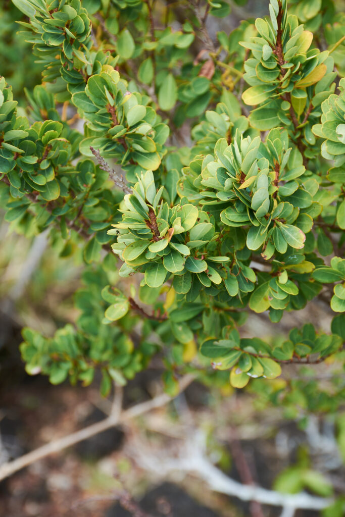 Erythroxylum hypericifolium - Maurice