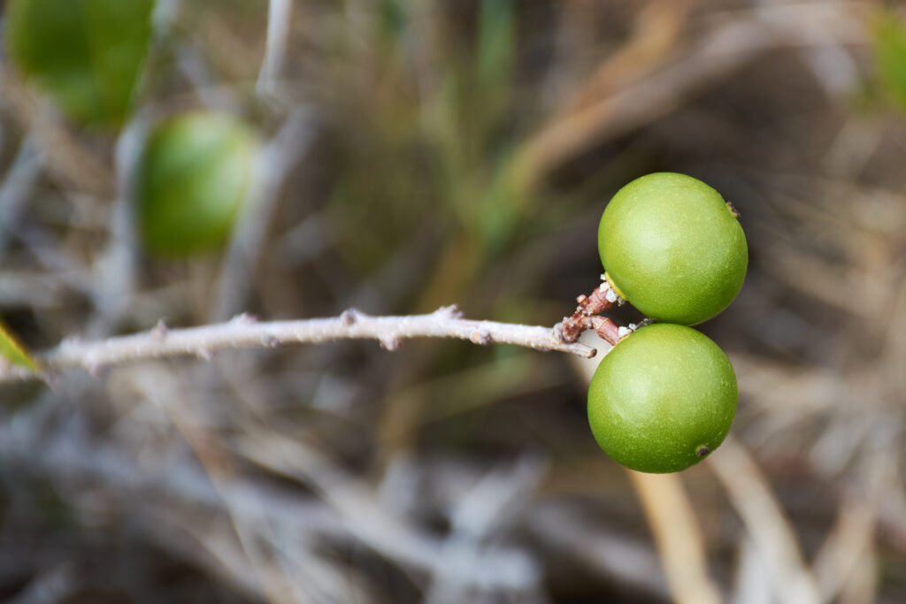 Flacourtia indica - Maurice
