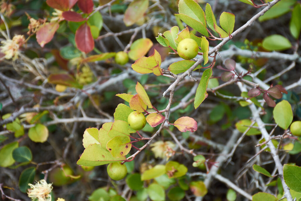 Flacourtia indica - Maurice