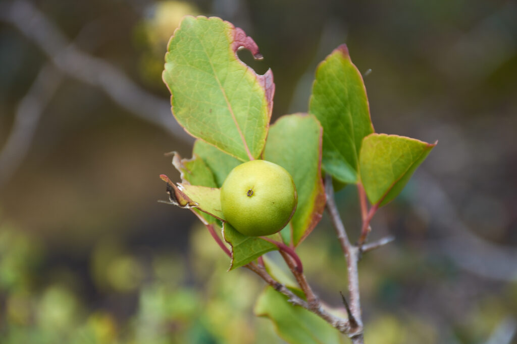 Flacourtia indica - Maurice