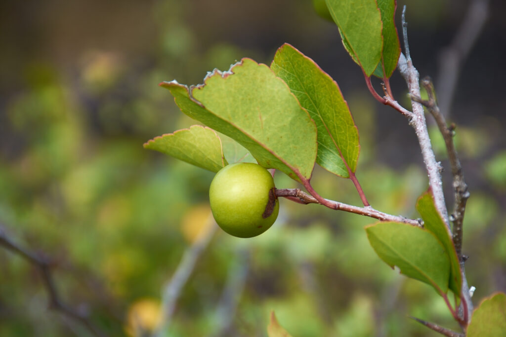 Flacourtia indica - Maurice