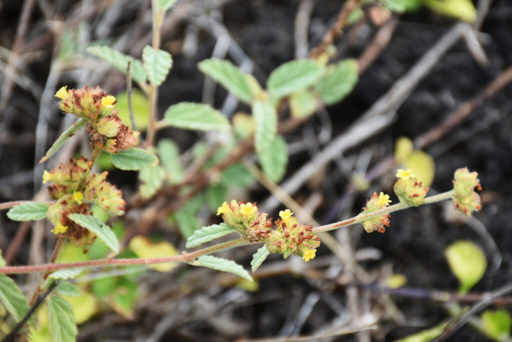 Waltheria indica - Maurice