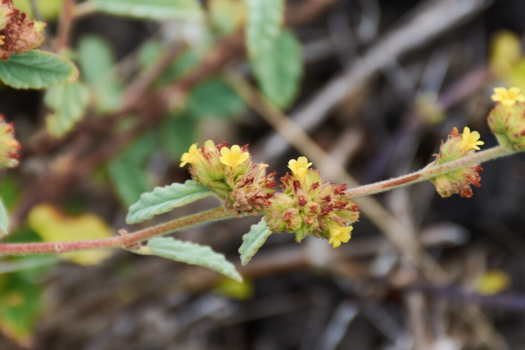 Waltheria indica - Maurice