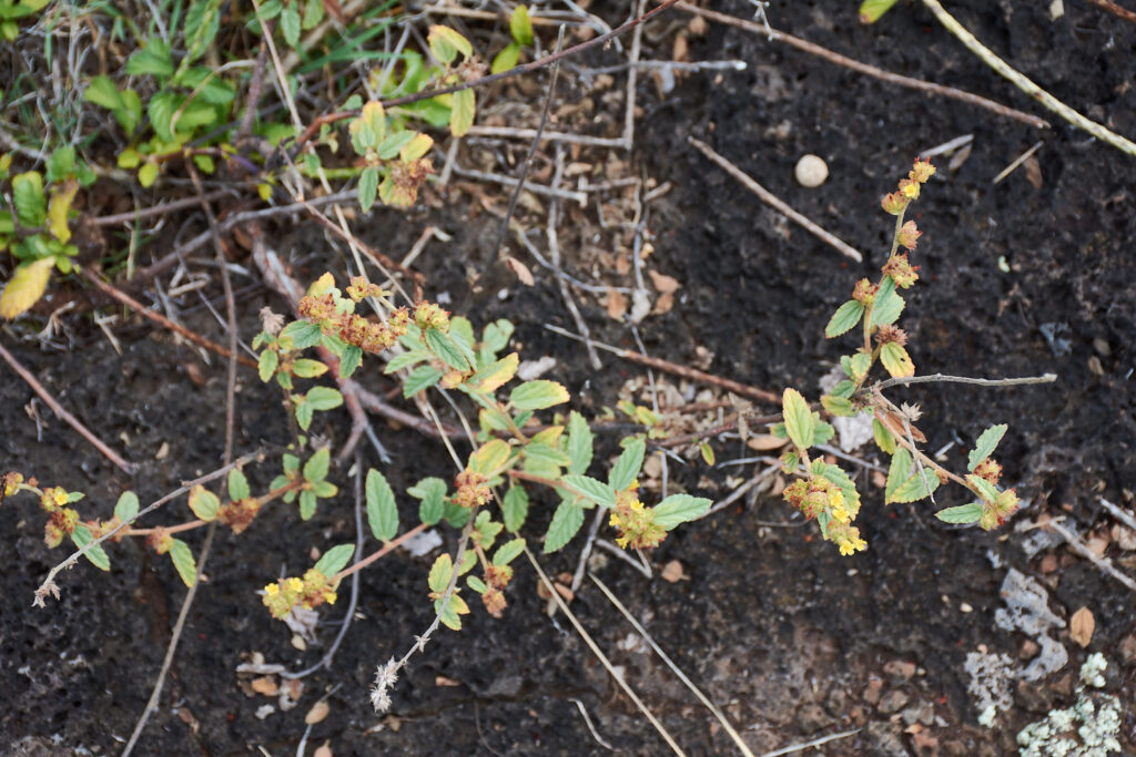 Waltheria indica - Maurice