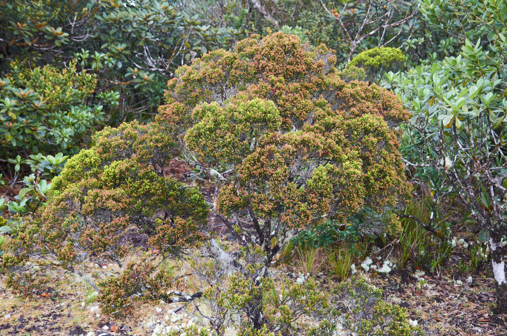 Erica brachyphylla - Maurice