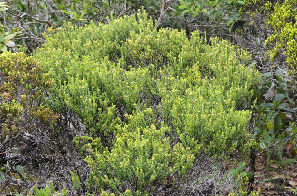 Phylica nitida - Maurice