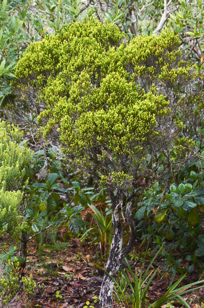  Erica brachyphylla - Maurice