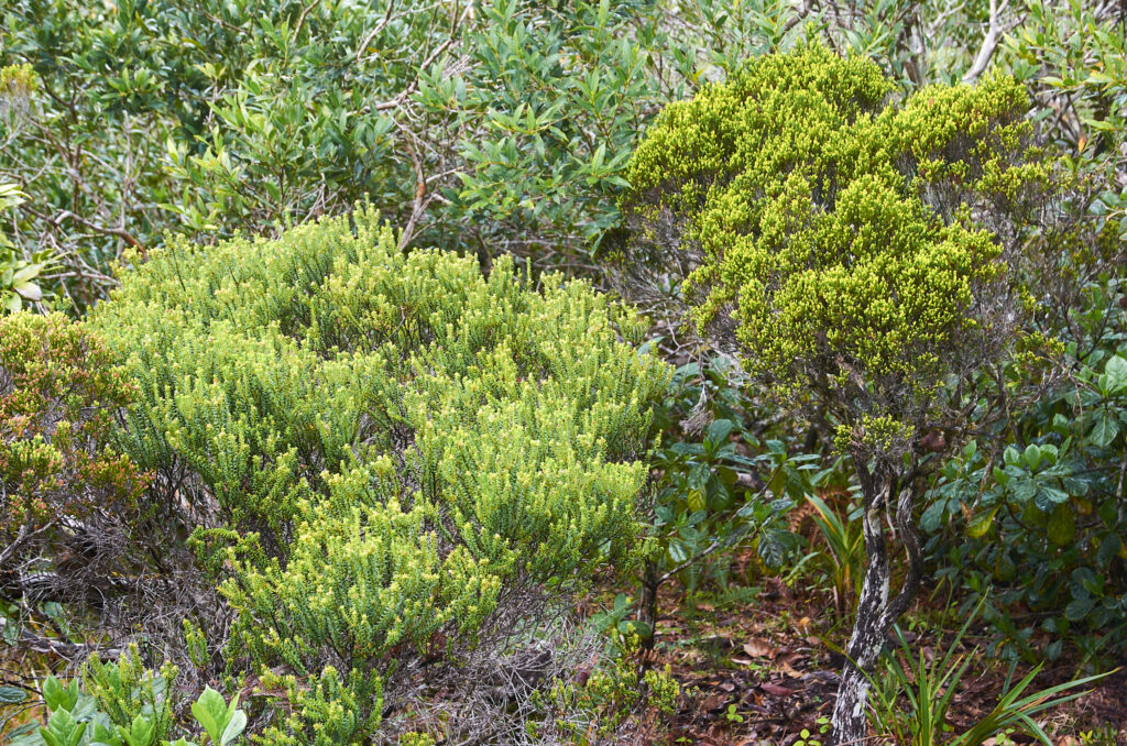 Phylica nitida - Maurice