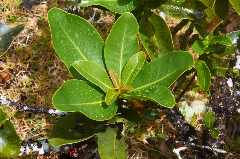 Sideroxylon cinereum - Maurice