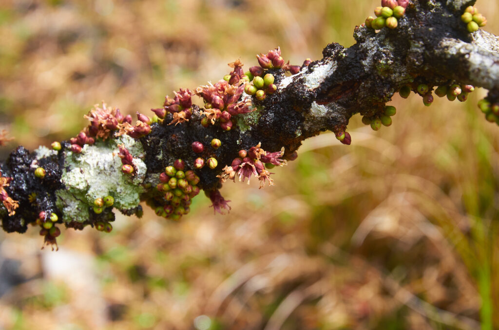 Sideroxylon cinereum - Maurice