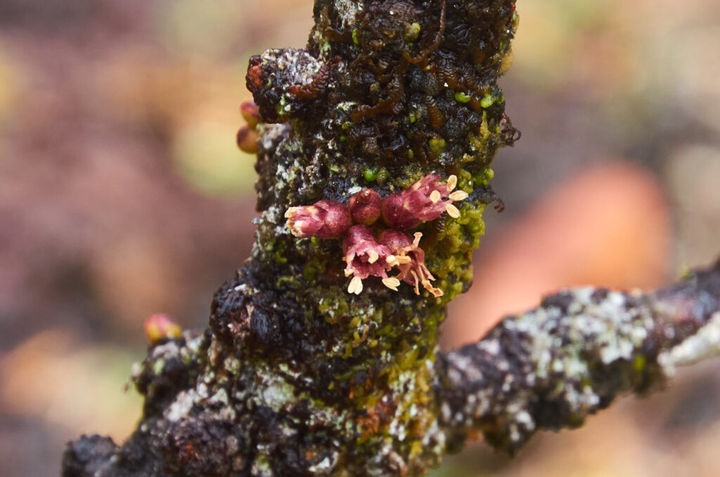 Sideroxylon cinereum - Maurice