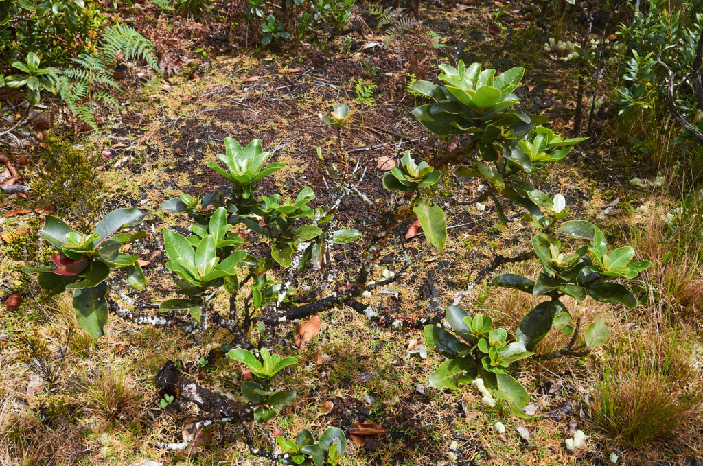 Sideroxylon cinereum - Maurice
