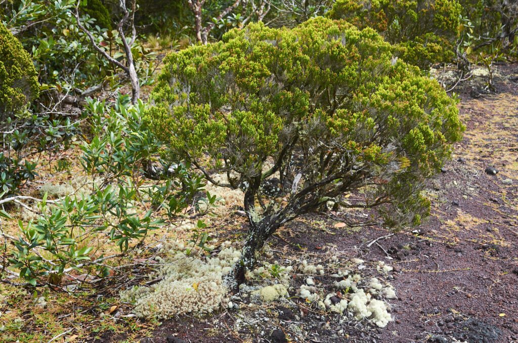 Erica brachyphylla - Maurice