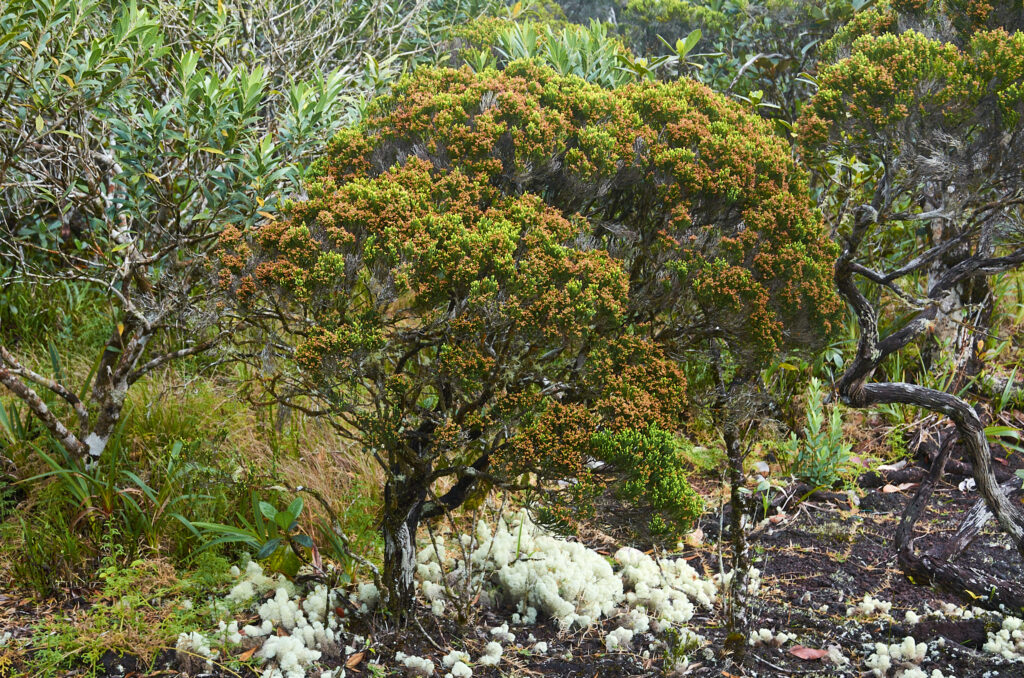  Erica brachyphylla - Maurice
