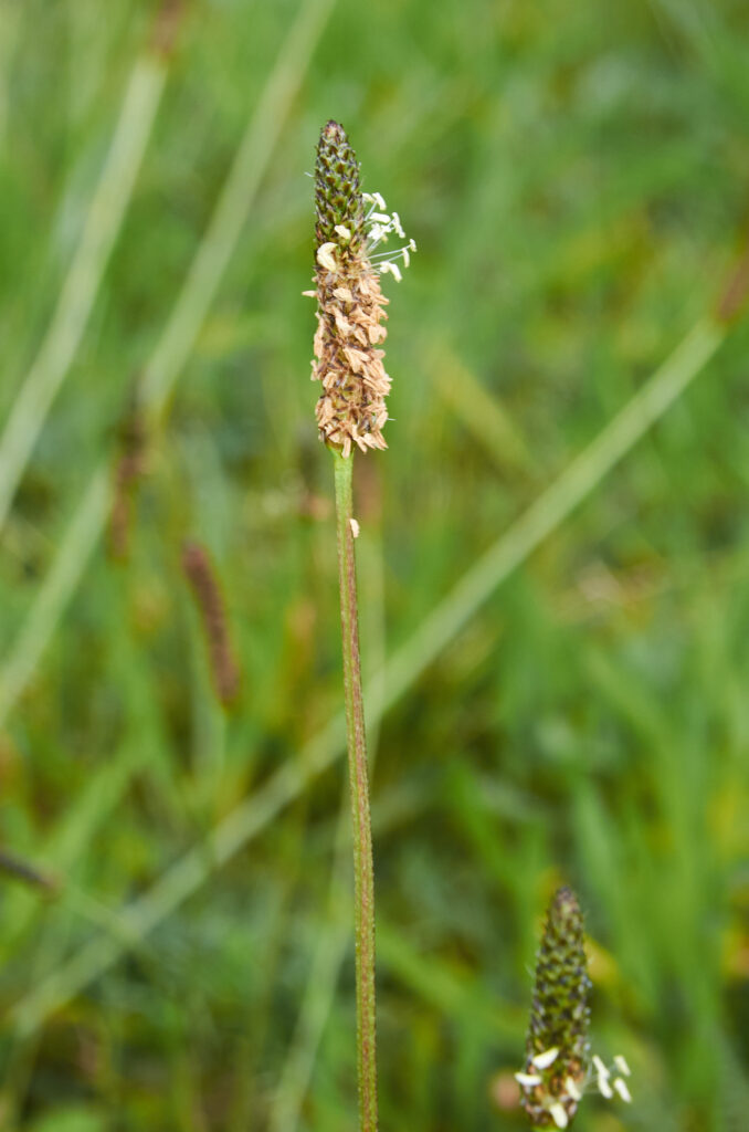 Plantago lanceolata - Maurice
