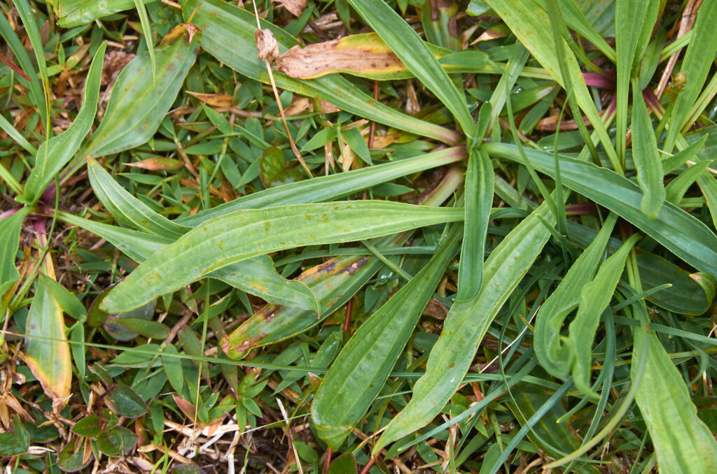 Plantago lanceolata - Maurice
