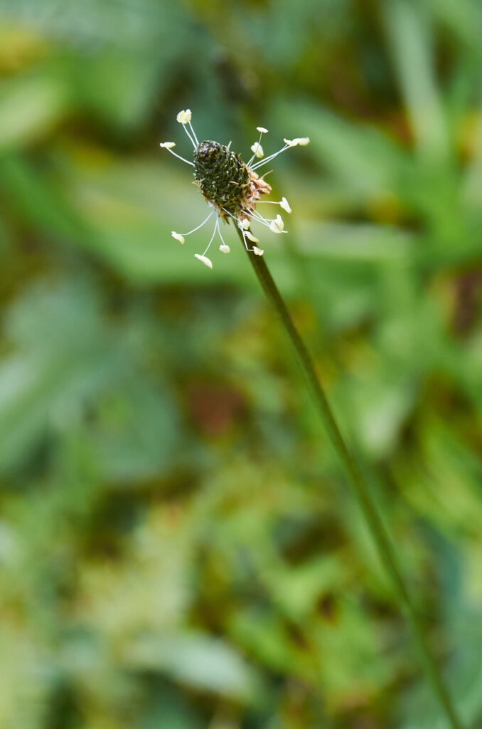 Plantago lanceolata - Maurice