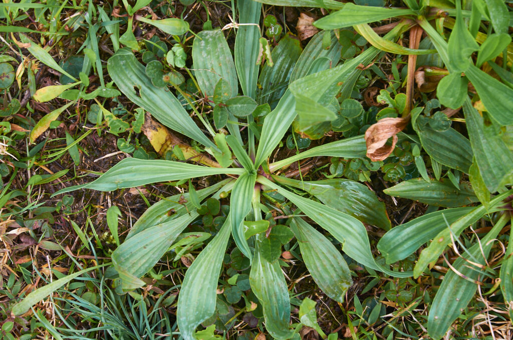 Plantago lanceolata - Maurice