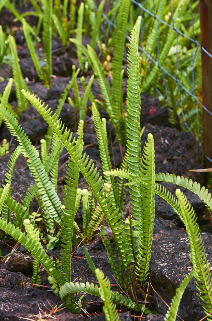 Nephrolepis cordifolia - Maurice
