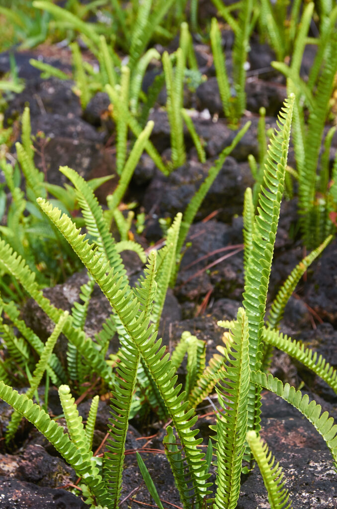 Nephrolepis cordifolia - Maurice