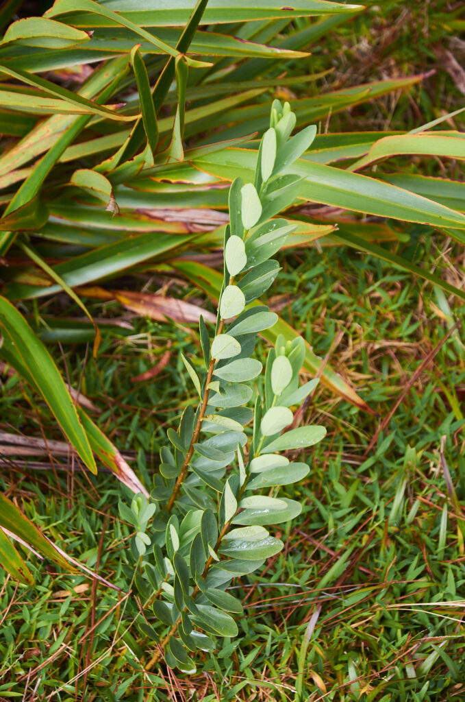 Wikstroemia indica - Maurice