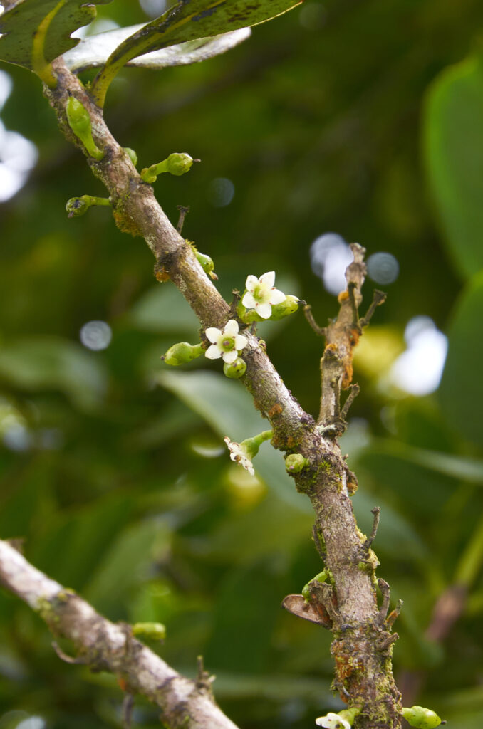 Geniostoma borbonicum - Maurice
