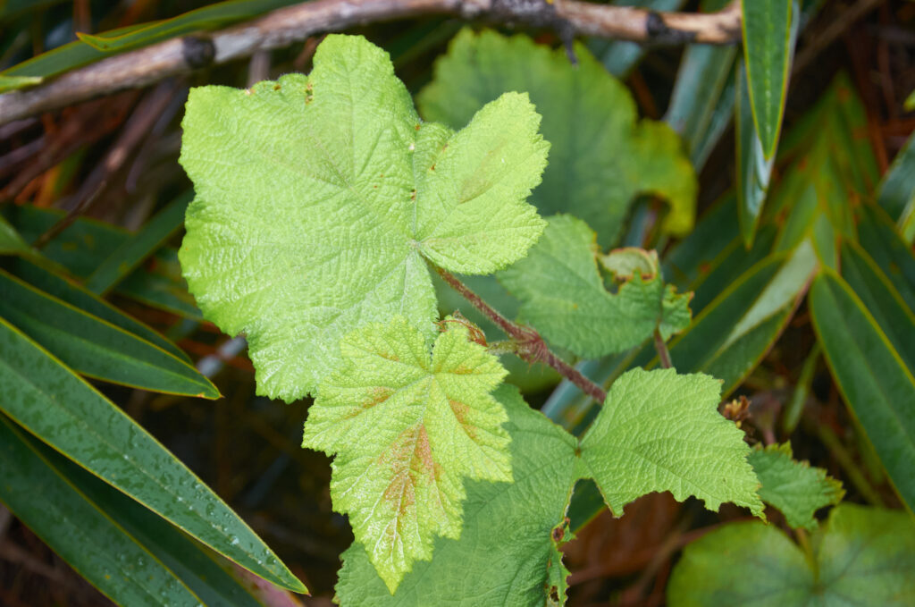Rubus alceifolius - Maurice