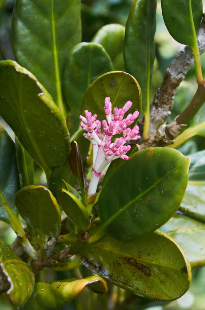 Chassalia coriacea - Maurice