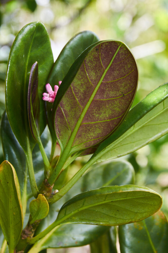 Chassalia coriacea - Maurice