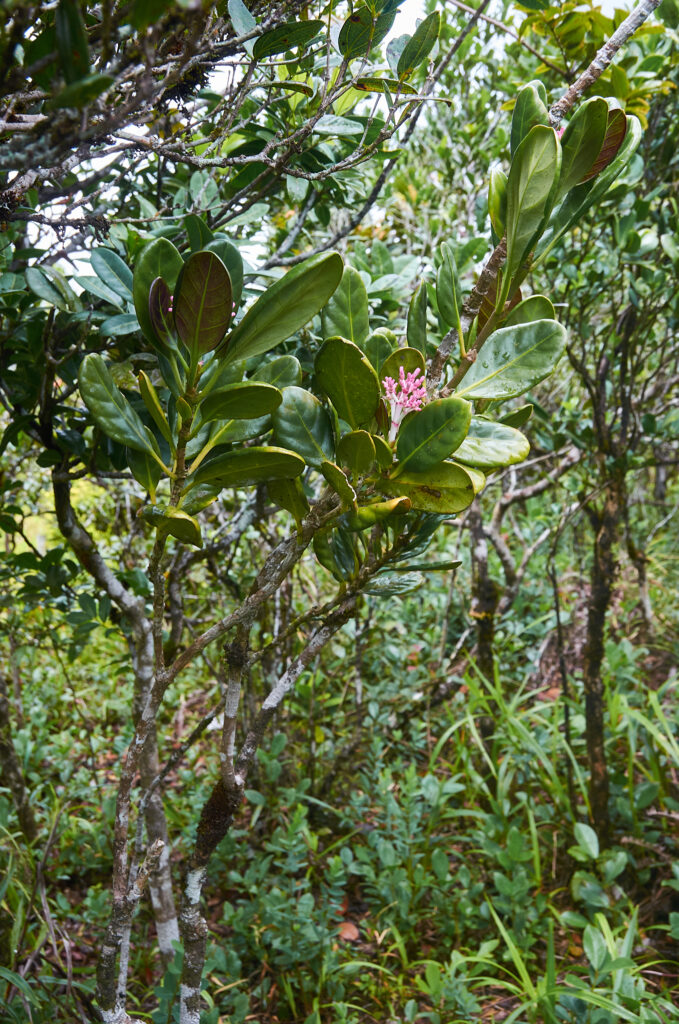 Chassalia coriacea  - Maurice