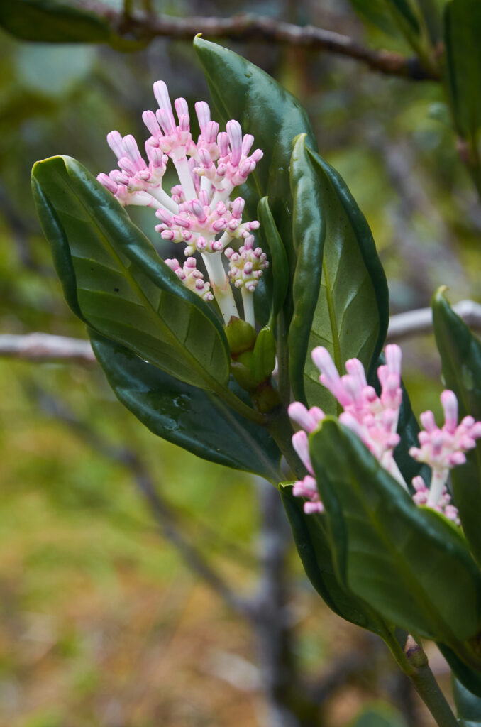 Chassalia coriacea  - Maurice